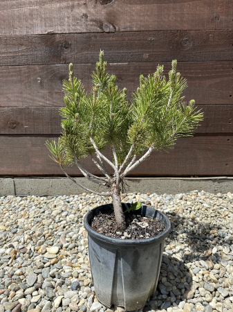 Pinus mugo – Brad pitic de munte, conifer decorativ și rezistent [3]