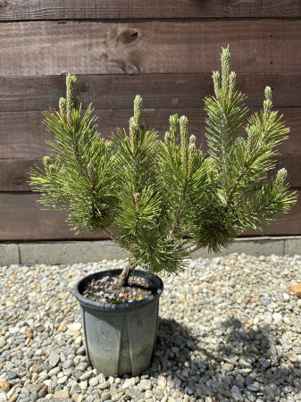 Conifere - Pinus mugo – Brad pitic de munte, conifer decorativ și rezistent