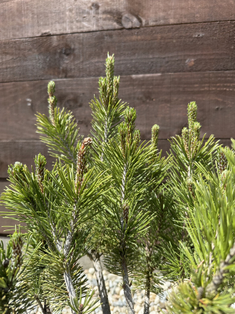 Pinus mugo – Brad pitic de munte, conifer decorativ și rezistent [2]