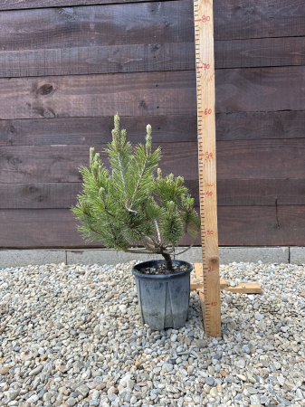 Pinus mugo – Brad pitic de munte, conifer decorativ și rezistent [1]