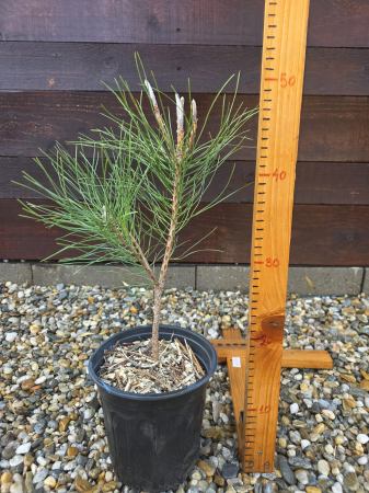 Conifere - Pinus nigra – Pin negru austriac, conifer ornamental rezistent 20-40cm