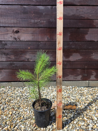 Conifere - Pinus nigra – Pin negru austriac, conifer ornamental rezistent 20-40cm