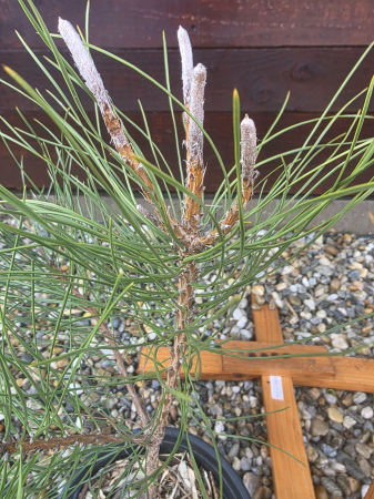 Pinus nigra – Pin negru austriac, conifer ornamental rezistent 20-40cm [1]