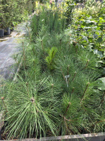 Pinus nigra – Pin negru austriac, conifer ornamental rezistent 20-40cm [1]