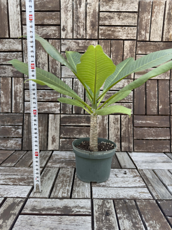 Plumeria Frangipani - Arbust Exotic cu Flori Parfumate pentru Interior [4]