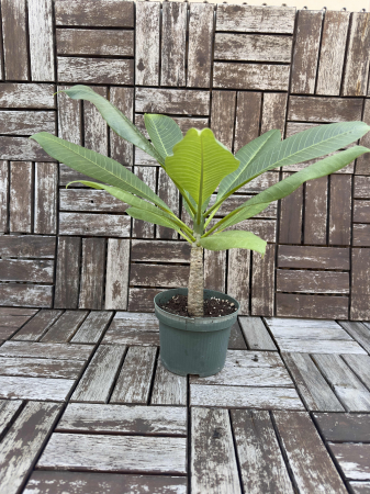 Plumeria Frangipani - Arbust Exotic cu Flori Parfumate pentru Interior [3]