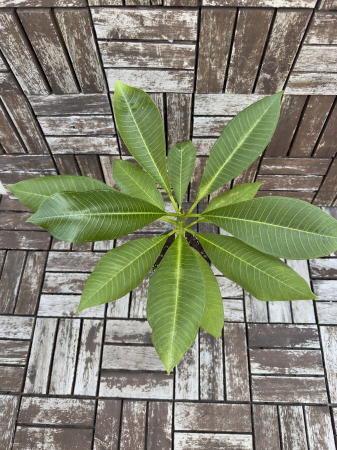 Plumeria Frangipani - Arbust Exotic cu Flori Parfumate pentru Interior [1]