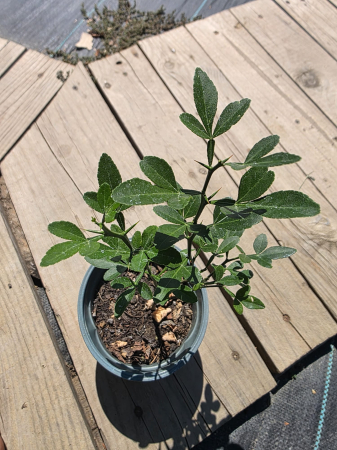 Poncirus trifoliata (Citrus trifoliata) – Portocal Trifoliat Rezistent la Frig 15-25cm [1]
