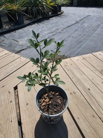 Pomi fructiferi - Poncirus trifoliata (Citrus trifoliata) – Portocal Trifoliat Rezistent la Frig 15-25cm