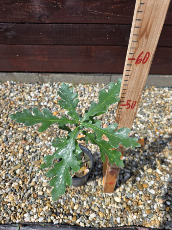 Quercus cerris – Cer | Stejar Pufos | Abundent Garden 30-50cm [1]
