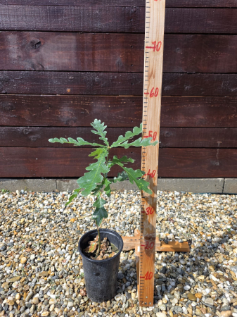 Baby Bonsai - Quercus cerris – Cer | Stejar Pufos | Abundent Garden 30-50cm