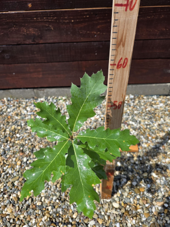 Baby Bonsai - Quercus rubra 20–40 cm – Stejar Roșu American | Abundent Garden