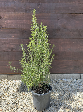 AROMATICE - Rozmarin 50-60 cm (Rosmarinus officinalis) rezistent la ger – Plantă aromatică perenă, ideală pentru grădină și ghiveci