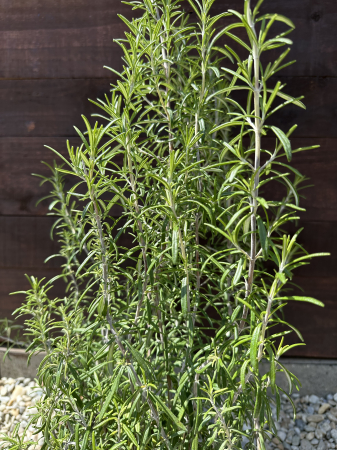Rozmarin 50-60 cm (Rosmarinus officinalis) rezistent la ger – Plantă aromatică perenă, ideală pentru grădină și ghiveci [1]
