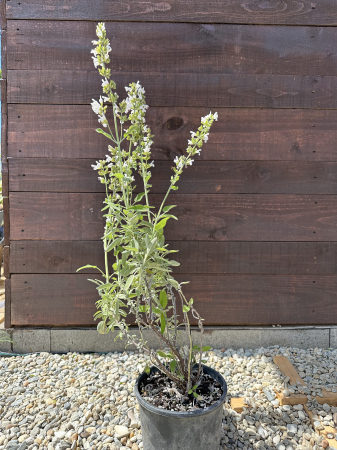 Salvia officinalis – Plantă aromatică și medicinală, perenă, pentru grădini și ghivece [1]