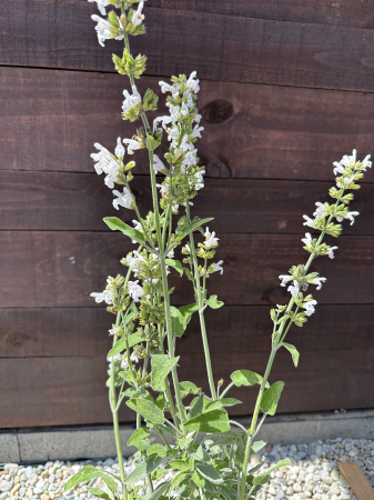 AROMATICE - Salvia officinalis – Plantă aromatică și medicinală, perenă, pentru grădini și ghivece