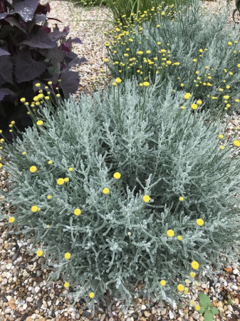 PERENE - Santolina chamaecyparissus – Lemnul Maicii Domnului cu frunziș argintiu și flori galbene