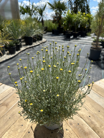 Santolina chamaecyparissus – Lemnul Maicii Domnului cu frunziș argintiu și flori galbene [2]