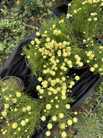 Flori și plante ornamentale - Santolina virens – plantă aromatică perenă cu frunziș verde și flori galbene, ideală pentru borduri