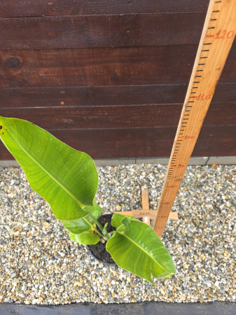 Strelitzia nicolai (Pasărea Paradisului albă) – Plantă tropicală ornamentală pentru interior, terasă sau grădină exotică 100-120cm [1]