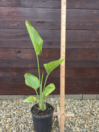 Plante de interior - Strelitzia nicolai (Pasărea Paradisului albă) – Plantă tropicală ornamentală pentru interior, terasă sau grădină exotică 100-120cm