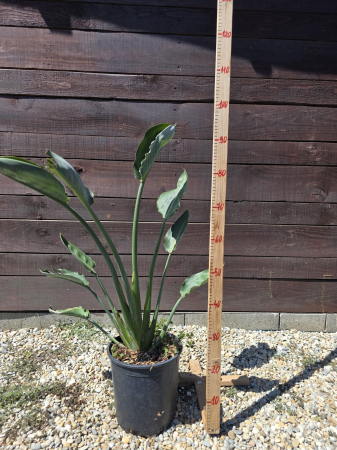 Plante de interior - Strelitzia reginae – Floarea Paradisului, plantă exotică ornamentală 50-70cm