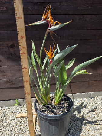 Strelitzia reginae – Pasărea paradisului cu flori exotice spectaculoase 60-70cm [2]