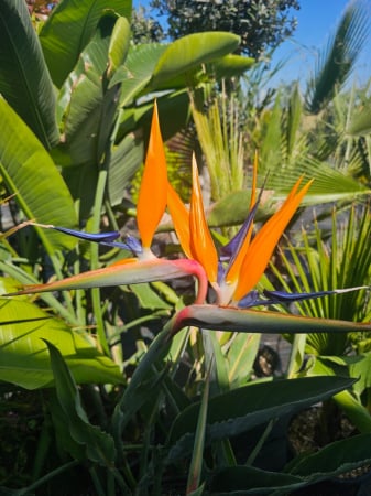 Plante de interior - Strelitzia reginae – Pasărea paradisului cu flori exotice spectaculoase 60-70cm