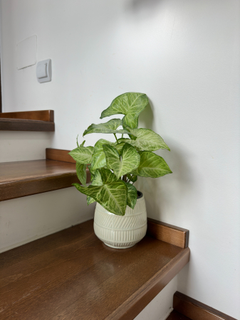 Syngonium Green Arrow - planta tropicala de apartament [1]