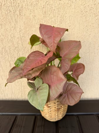 Plante de interior - Syngonium Pink Neon - planta tropicala de apartament