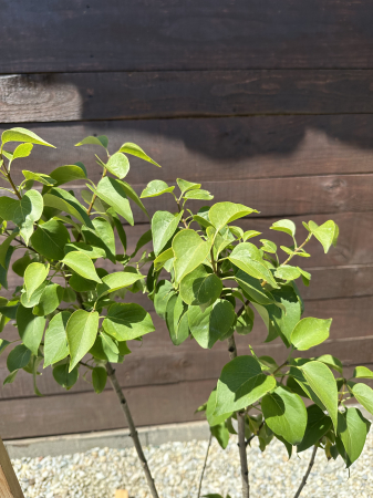 Syringa vulgaris ROZ – Liliac comun cu flori parfumate, decorativ pentru grădină [3]