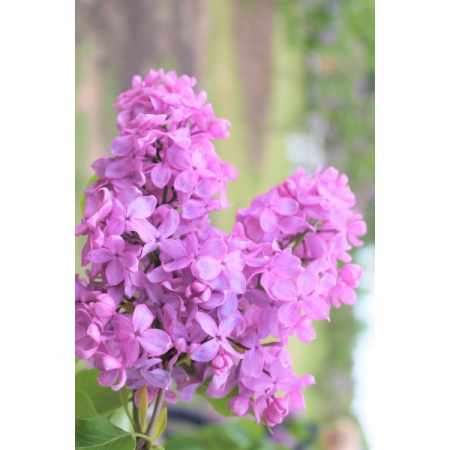 Arbuşti ornamentali - Syringa vulgaris ROZ – Liliac comun cu flori parfumate, decorativ pentru grădină