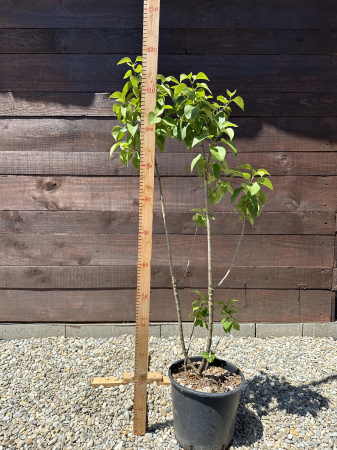 Syringa vulgaris ROZ – Liliac comun cu flori parfumate, decorativ pentru grădină [2]