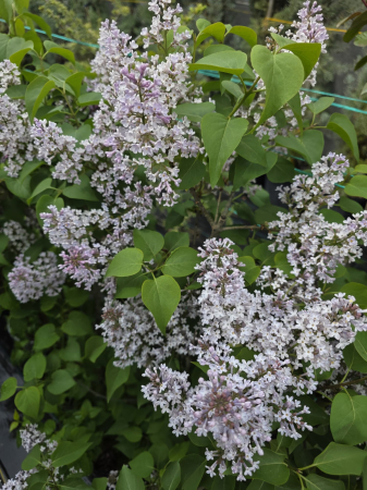 Arbuşti ornamentali - Syringa vulgaris ROZ – Liliac comun cu flori parfumate, decorativ pentru grădină