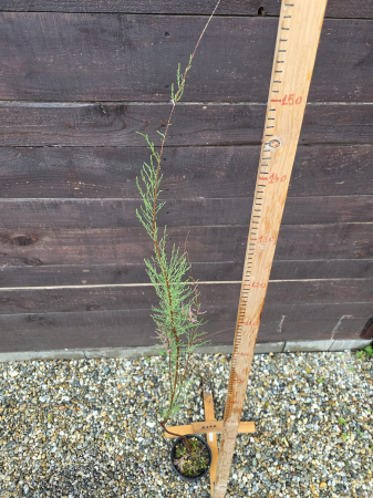 Arbuşti ornamentali - Tamarix parviflora – Tamarix ornamental cu flori roz, arbust decorativ pentru grădină 130-150cm
