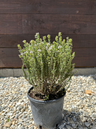 AROMATICE - Thymus serpyllum – Cimbrisor de grădină pitic, acoperitor decorativ și aromatic