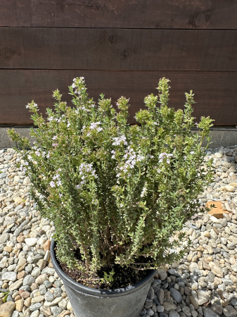 Thymus serpyllum – Cimbrisor de grădină pitic, acoperitor decorativ și aromatic [1]