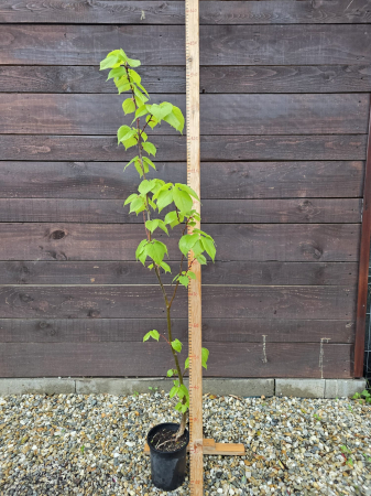 Arbori - Tilia pallida – Tei comun ornamental pentru grădină și aliniamente 100-120cm