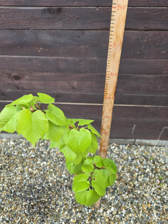 Tilia pallida – Tei comun ornamental pentru grădină și aliniamente 100-120cm [1]