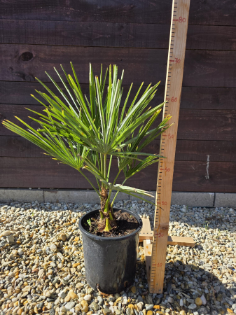 Palmieri - Trachycarpus fortunei – Palmier chinezesc rezistent la frig 40-60cm