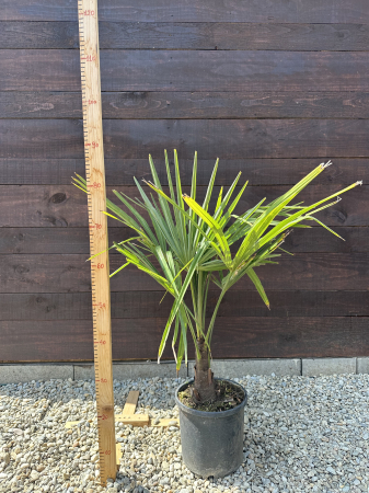 Trachycarpus fortunei – Palmier morisca, rezistent la ger, ideal pentru grădini romanesti 70-90cm [4]
