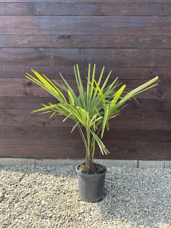 Palmieri - Trachycarpus fortunei – Palmier morisca, rezistent la ger, ideal pentru grădini romanesti 70-90cm