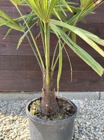 Trachycarpus fortunei – Palmier morisca, rezistent la ger, ideal pentru grădini romanesti 70-90cm [1]