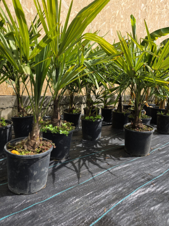 Trachycarpus fortunei – Palmier morisca, rezistent la ger, ideal pentru grădini romanesti 70-90cm [5]