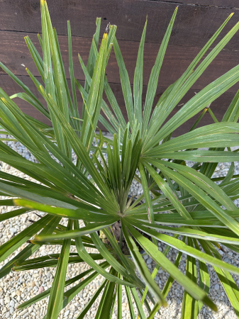 Trachycarpus fortunei – Palmier morisca, rezistent la ger, ideal pentru grădini romanesti 70-90cm [3]