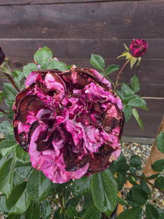 PERENE - Trandafir pe picior tip copac mov inchis – Trandafir ornamental flori mov batute cu roz 100-130cm