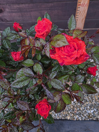 Flori și plante ornamentale - Trandafir pe picior tip copac rosu inchis – Trandafir ornamental flori rosii 100-130cm