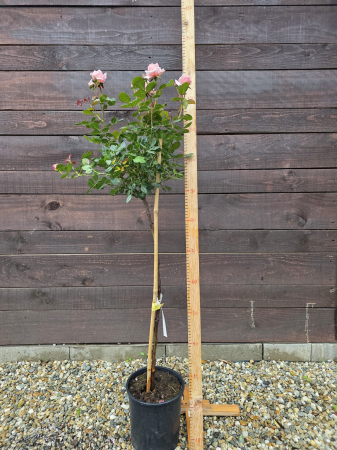 Trandafir pe picior tip copac roz – Trandafir ornamental flori roz 100-130cm [2]