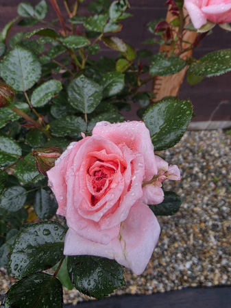 PERENE - Trandafir pe picior tip copac roz – Trandafir ornamental flori roz 100-130cm