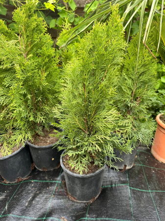 Conifere - Tuia - Thuja Occidentalis Smaragd/Smarald 50-70cm garduri vii vesnic verzi